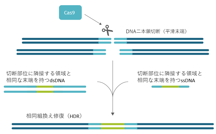 HDR テンプレート_1